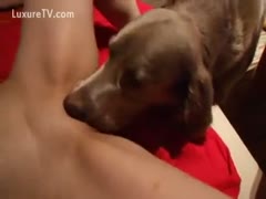 A chocolate lab that consumes his owner's lovely, young vagina
